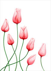 Pink tulips, isolated on white background. Watercolor. Vector illustration - 292993665