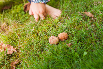 Little child collecting black walnuts in garden. Kind sammelt Walnüsse in Garten.