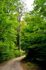 Fototapeta premium Typical landscape in the forests of Transylvania, Romania. Green landscape in the midsummer, in a sunny day