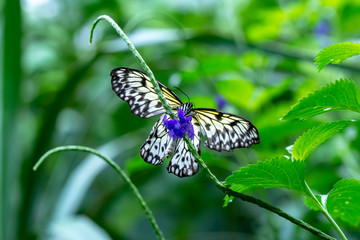  Large tree nymph butterfly, black and white tropical butterfly