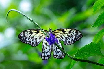  Large tree nymph butterfly, black and white tropical butterfly