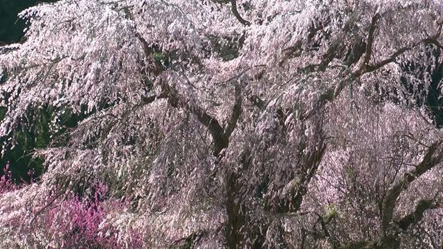 View of blossoming trees, Uda, Nara Prefecture, Japan