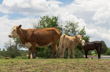 Fototapeta premium Vacas en Chihuahua ganado bovino