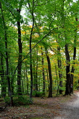 Obraz premium Forest Codlea. Typical landscape in Transylvania, Romania. Green landscape in the midsummer, in a sunny day