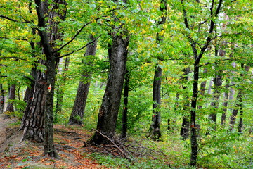 Forest Codlea. Typical landscape in Transylvania, Romania. Green landscape in the midsummer, in a sunny day
