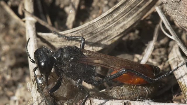 Large wasp Sphex tepanecus injects paralyzing poison into a live larva. Macro shooting.