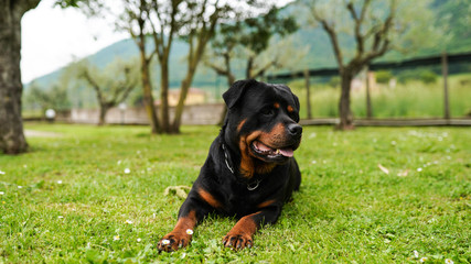 Amazing portrait of young black rottweiler puppy lying in the garden on the grass. Faithful pet...