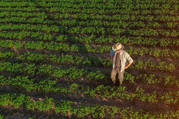 Soybean farmer in field, aerial view