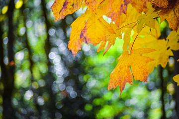 Golden Red Orange Yellow Autumn Leaf Of The Maple Tree Hanging On The Canopy In Front Of The Lush Green Evergreen Pacific Northwest Forest, Washington, United States