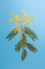 Blue background with yellow mimosa