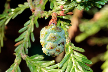 fruit du séquoia