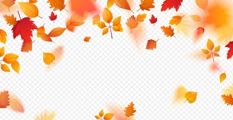 Poster Orange fall colorful leaves flying falling effect. © chuhastock