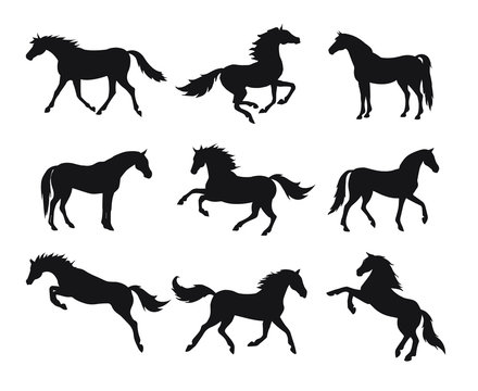 Vector flat black set bundle of horse silhouette isolated on white background 