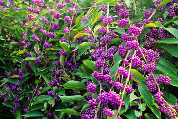Fototapeta premium 좀작살나무열매