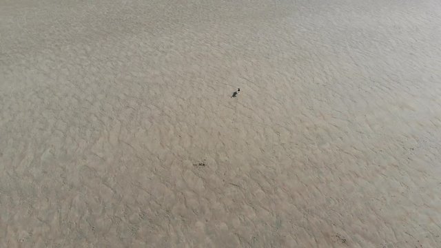 Aerial View of the dog running on the Beach of Dunkirk in France During the Summer