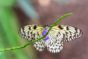  Large tree nymph butterfly, black and white tropical butterfly