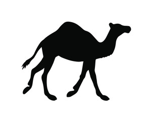 Vector black flat dromedary one-humped camel silhouette isolated on white background 