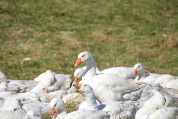 A flock of white geese in the meadow