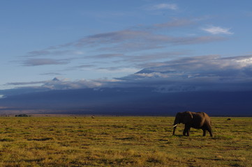 Fototapeta na wymiar wild elephant in the Kenyan National Park near Kilimanjaro