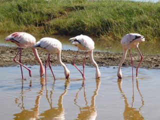 Wild flamingos in Lake Nakuru in Kenya