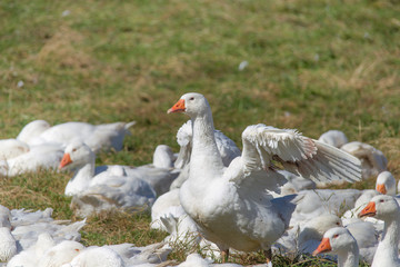 A flock of white geese in the meadow