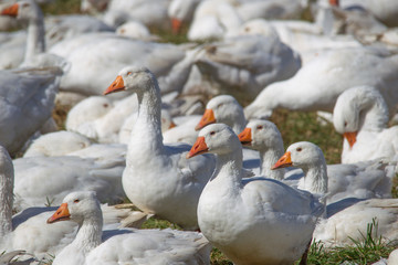 A flock of white geese in the meadow