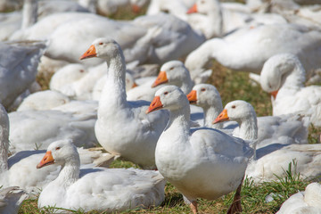 A flock of white geese in the meadow