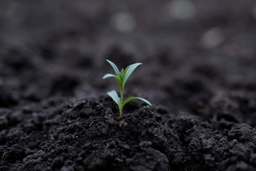 Planting the seedlings into the soil. The idea of protecting the environment and reducing global warming. Symbol of spring, gardening season, ecology concept. Earth day.