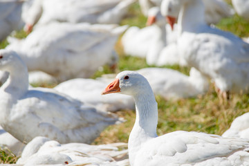 Naklejka na ściany i meble A flock of white geese in the meadow