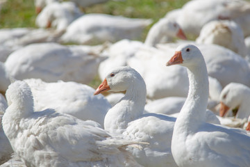 A flock of white geese in the meadow