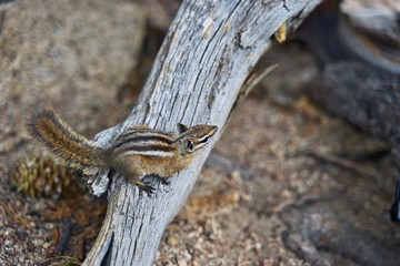 Squirrel