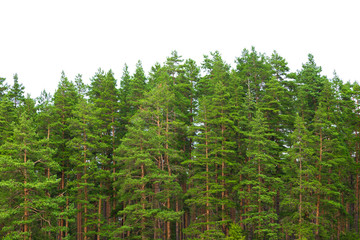 Summer green pine forest on the horizon is isolated. The edge of a forest with coniferous trees,...