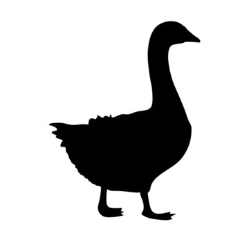 domestic goose silhouette vector illustration