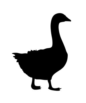 Domestic Goose Silhouette Vector Illustration