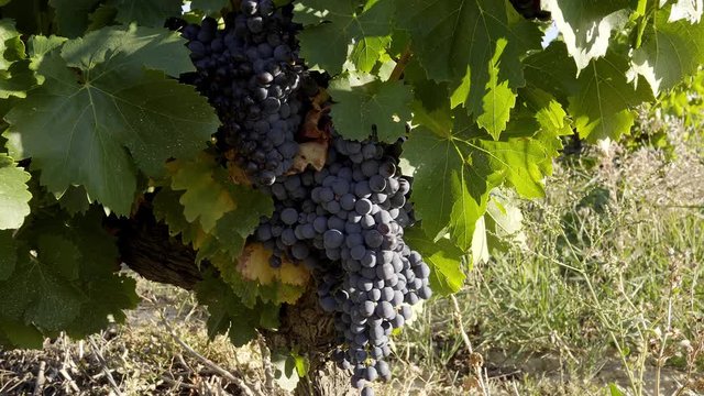 Uvas maduras en vi&ntilde;edo 