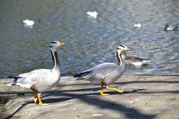 Mountain geese (Anser indicus Latham) against the background of a water basin in the zoo