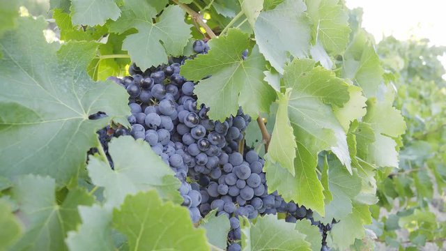 Uvas maduras entre hojas.