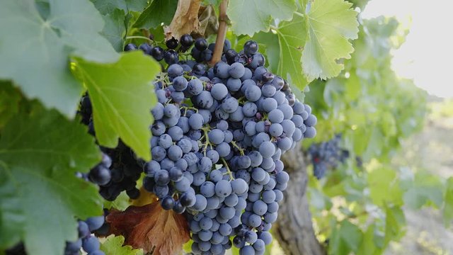 Close-up de uvas maduras.