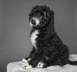Cute bernedoodle puppy tilting head isolated on grey background