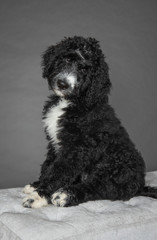 Portrait of black bernedoodle puppy isolated on grey background
