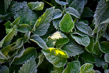 green leaves of plants covered with snow frost with sunlight background image