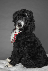 Portrait of bernedoodle puppy isolated on grey background