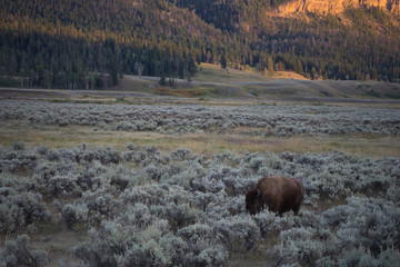 Bison