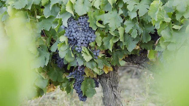 Uvas maduras enparradas en vi&ntilde;a 