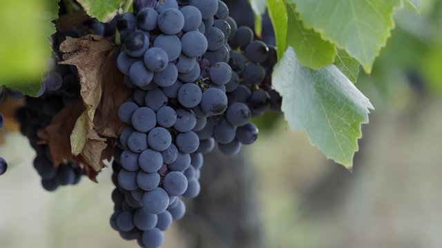 Racimo de uvas en vi&ntilde;a 
