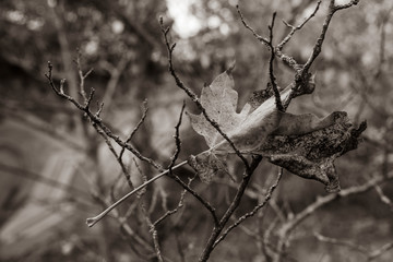 Autumn leaf hangs in branches, Autumn leaf, black and white photo