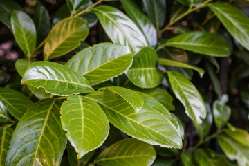 grüne Lorbeerblätter