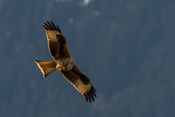 flying Red kite, Milvus milvus in the mountains