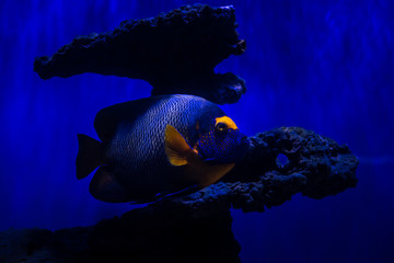Emperor angelfish in blue water sea coral reef aquarium nature fish wild