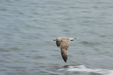 A seagull flying over the Cantabrian Sea in a cloudy day, Cantabria, Spain